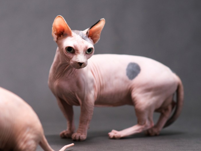 10 odd and strange looking cat breeds - Onlinecatworld