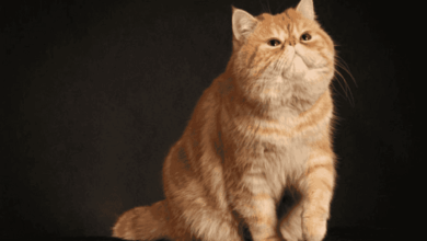 What Cat Breed Is Garfield? 13 Possibile Breeds | 100% Committed to ...