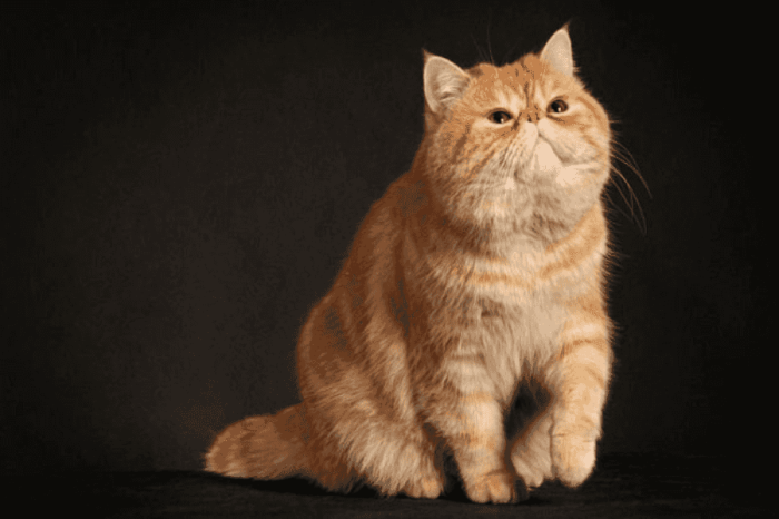What Cat Breed Is Garfield? 13 Possibile Breeds | 100% Committed to ...