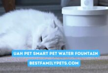 Cat Fountains Articles - Best Family Pets