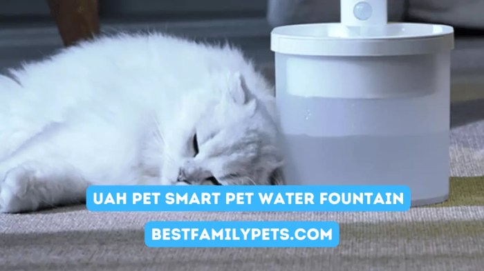 Cat Fountains Articles - Best Family Pets