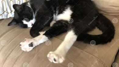 Male Tuxedo Cat Photograph by Simone Van Bergen - Pixels