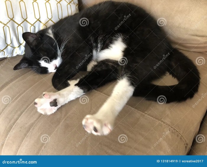 Male Tuxedo Cat Photograph by Simone Van Bergen - Pixels