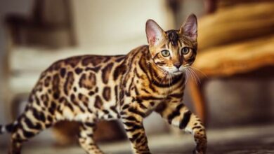 Cat breeds with stripes