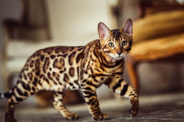 Cat breeds with stripes