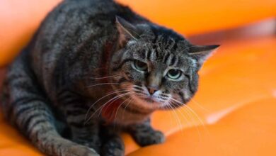 Top 6 Best Cat food for Cats that Vomit (Reviews 2021) - Dogcattalk