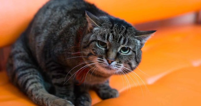 Top 6 Best Cat food for Cats that Vomit (Reviews 2021) - Dogcattalk
