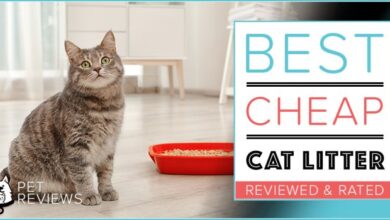 Low cost cat litter