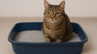 The 10 Best Clumping Cat Litter Brands