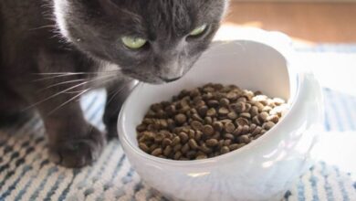 Birdie and louie cat food reviews