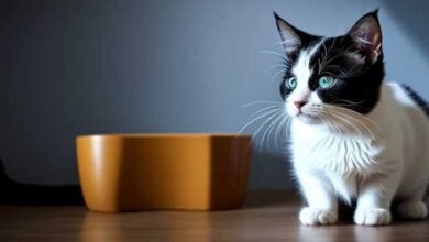 High fiber cat food