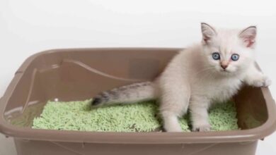 Nature's Miracle High-Sided Litter Box Review - Kitty Loaf