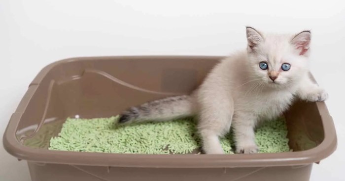 Nature's Miracle High-Sided Litter Box Review - Kitty Loaf