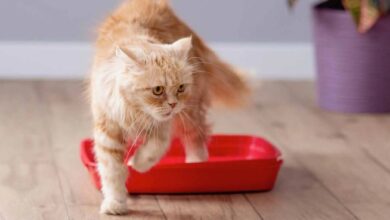 8 Most Efficient Non-Tracking Cat Litters in 2024