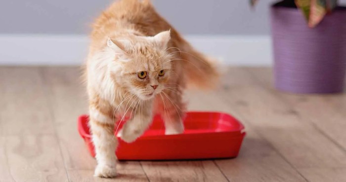 8 Most Efficient Non-Tracking Cat Litters in 2024
