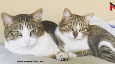 100+ Twin Cat Names: Our Top Picks for Your Partnered Cats | Hepper Pet ...