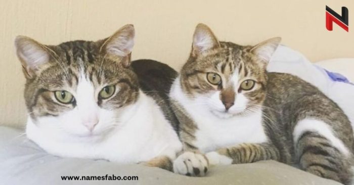 100+ Twin Cat Names: Our Top Picks for Your Partnered Cats | Hepper Pet ...