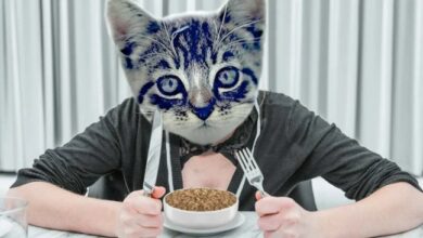 Best Wet Cat Food (2024) – The 10 Healthiest Canned and Soft Food ...