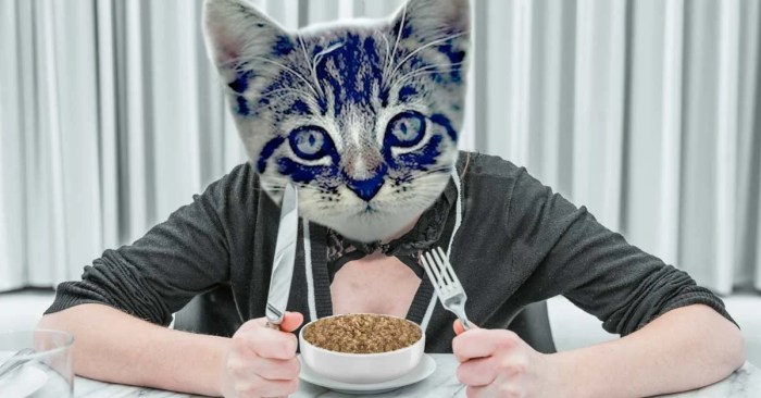 Best Wet Cat Food (2024) – The 10 Healthiest Canned and Soft Food ...