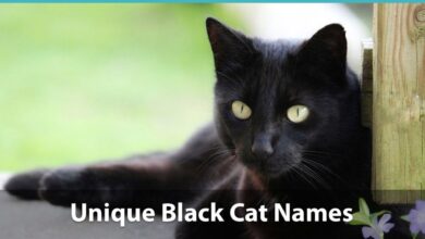 Top 150+ Names For Black Cats: Funny, Unique, Pop-Culture, And More!