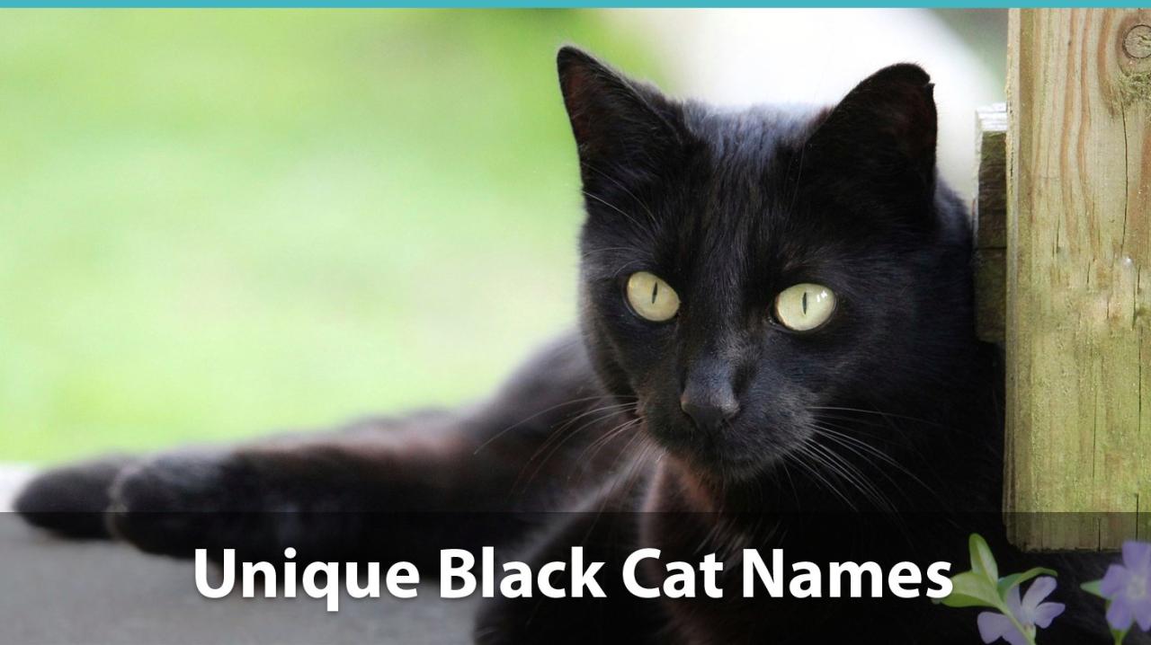 Top 150+ Names For Black Cats: Funny, Unique, Pop-Culture, And More!