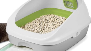 Best litter box for odor control