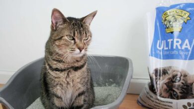 Clumping cat litters
