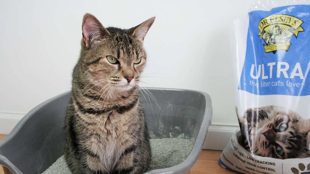 Clumping cat litters