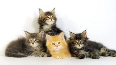 Tabby Cat Archives - Silver Shorthairs