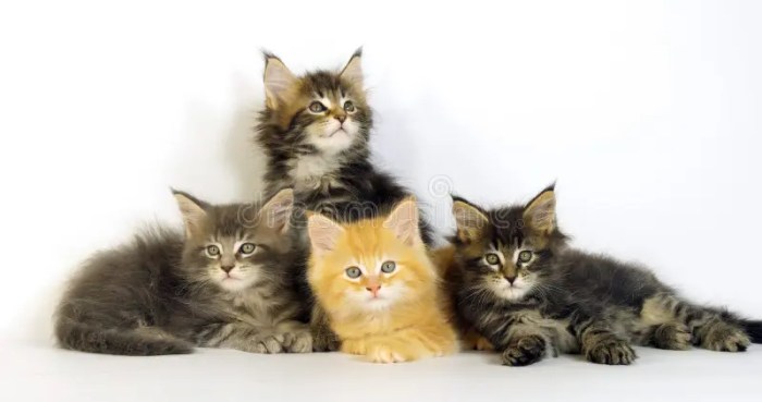Tabby Cat Archives - Silver Shorthairs