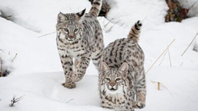 Exotic pet care bobcats as pets – Artofit