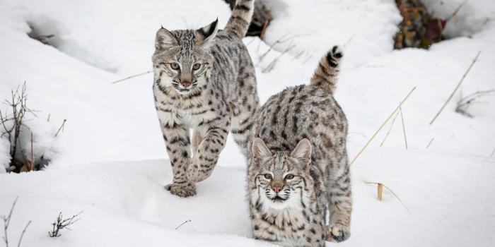 Exotic pet care bobcats as pets – Artofit