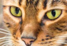 Brown Mackerel Tabby - A Complete Guide To This Beautiful Pattern