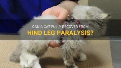 Can A Cat Recover From Hind Leg Paralysis? Our Vet Explains | Hepper ...