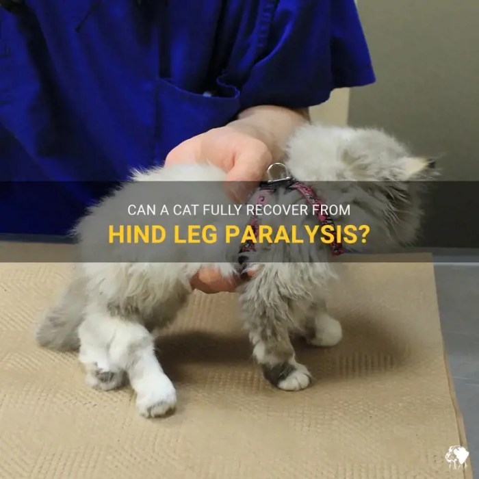 Can A Cat Recover From Hind Leg Paralysis? Our Vet Explains | Hepper ...