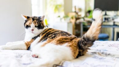 Why Do Cats Shake or Vibrate Their Tails? Vet-Verified Reasons ...