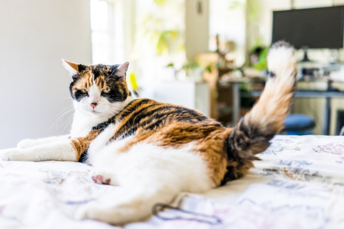 Why Do Cats Shake or Vibrate Their Tails? Vet-Verified Reasons ...