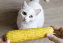 Can Cats Eat Corn?