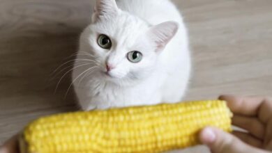 Can Cats Eat Corn?