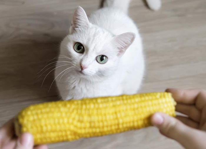 Can Cats Eat Corn?