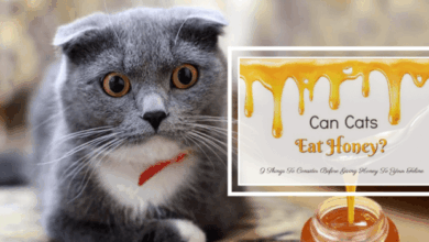 Can Cats Eat Honey? Everything You Need To Know