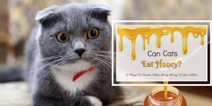 Can Cats Eat Honey? Everything You Need To Know