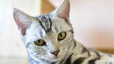 Can Cats Have Down Syndrome? - Cat-World