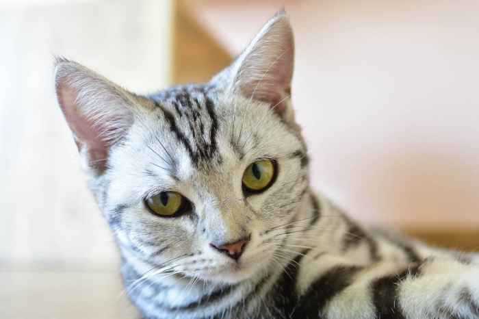 Can Cats Have Down Syndrome? - Cat-World