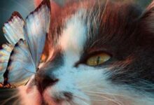 Can cats sense illness? - DIY Seattle