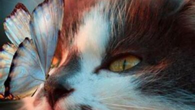 Can cats sense illness? - DIY Seattle