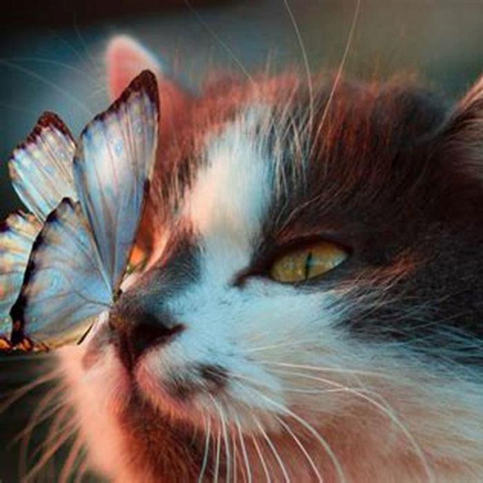 Can cats sense illness? - DIY Seattle