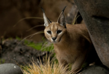 Is it Legal to have a Caracal Cat as a Pet? - Catman