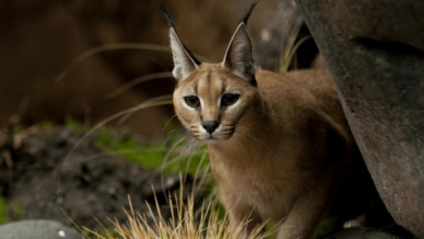 Is it Legal to have a Caracal Cat as a Pet? - Catman