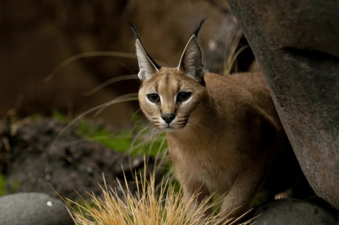 Is it Legal to have a Caracal Cat as a Pet? - Catman